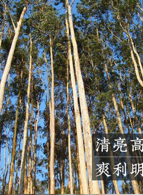 晚叙蓝胶尤加利10单方精油