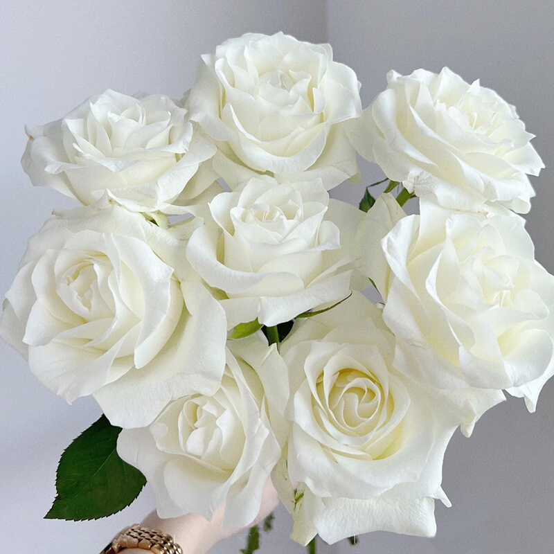 花夫人|骄傲玫瑰鲜花 白色玫瑰花鲜花 单头玫瑰花 办公室水养插花 - 图1