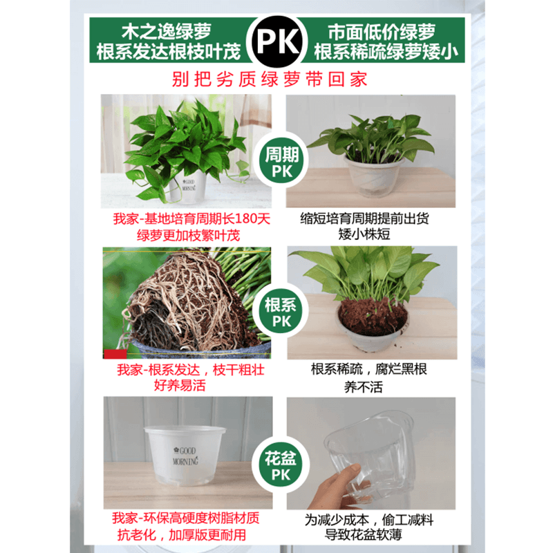 绿萝盆栽室内植物家用新房吸除甲醛水培花卉绿植长藤垂吊大叶绿萝 - 图2