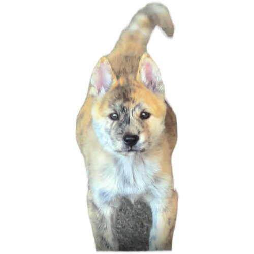 纯种中华田园犬广西土猎犬大头虎斑打猎犬活体幼犬土狗串串狗包邮 - 图0