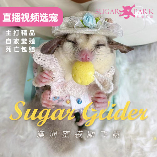 【限时特价】普蜜蜜袋鼯活物异宠蜜袋鼬鼠网红抖音滑翔口袋萌宠 - 图2
