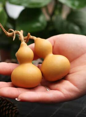 精品天然特小葫芦文玩带龙头美国