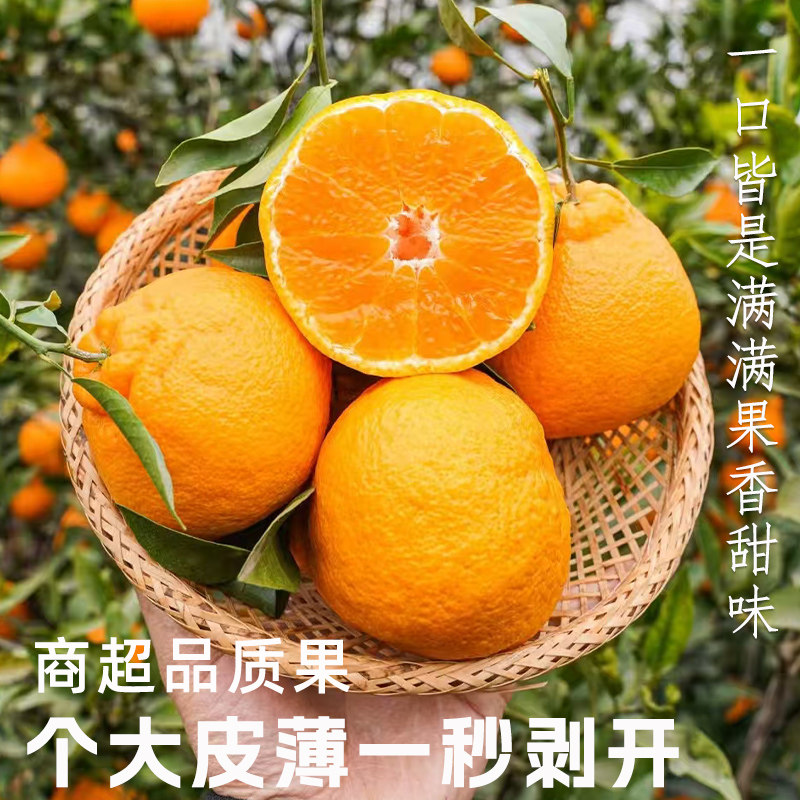 四川丑橘不知火橘子新鲜水果5斤当季整箱桔子耙耙粑粑正宗丑八怪