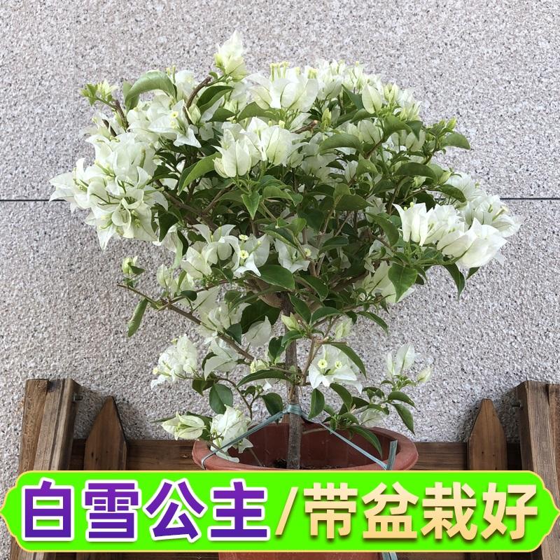 重瓣三角梅盆栽树苗爬藤老桩带花苞发货室内外观花植物四季开花卉 - 图3