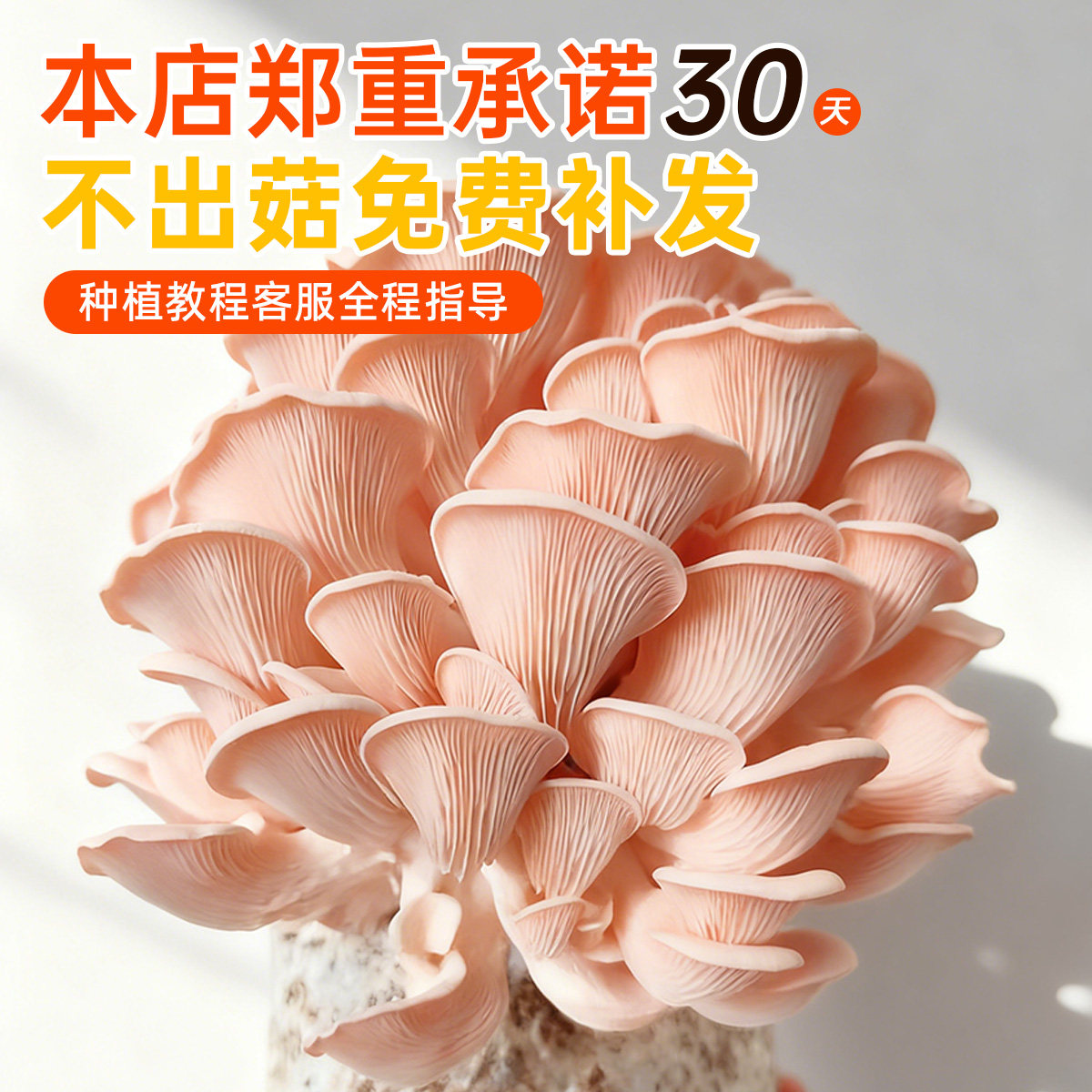 新鲜蘑菇种植菌包家庭食用儿童黑平菇香菇袋装大包自种菌棒小盆栽,淘宝优惠券,粉丝福利购,淘宝优惠卷