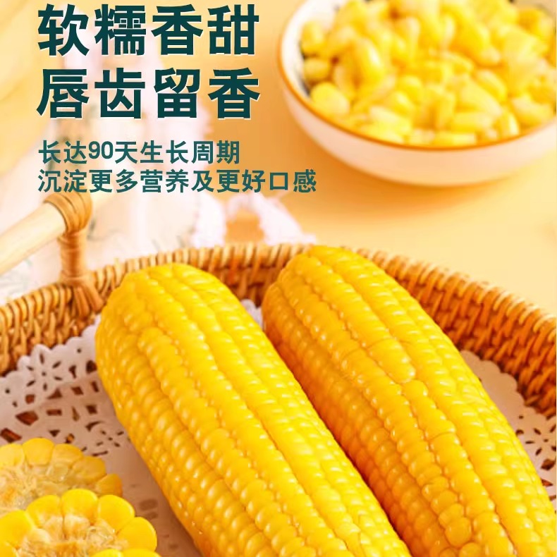 大晟金秋东北玉米鲜糯玉米新鲜真空装甜粘黏10支装【库存有限】