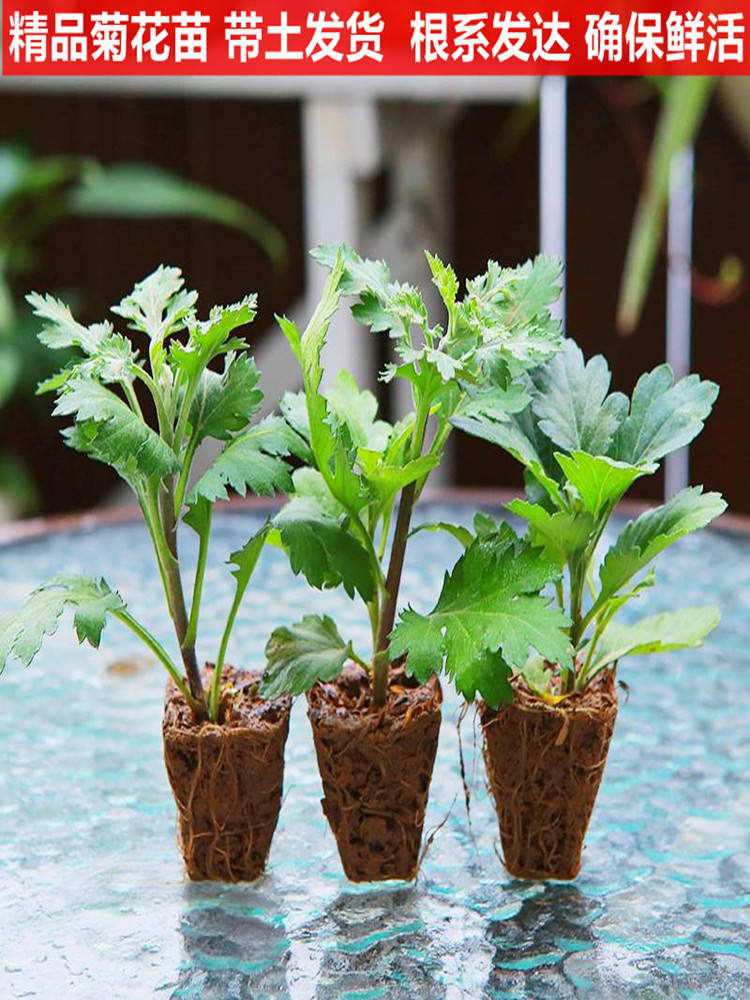 菊花苗盆栽秋菊乒乓球菊千头四季菊食用九月金丝种室内外绿植花卉-图1