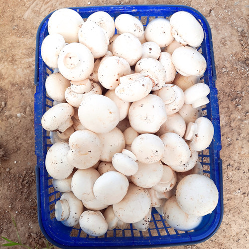 口蘑 新鲜口蘑双胞菇白蘑菇现摘发货冷链包邮产地直销绿色食用菌 - 图0