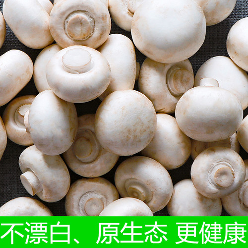 口蘑 新鲜口蘑双胞菇白蘑菇现摘发货冷链包邮产地直销绿色食用菌 - 图2