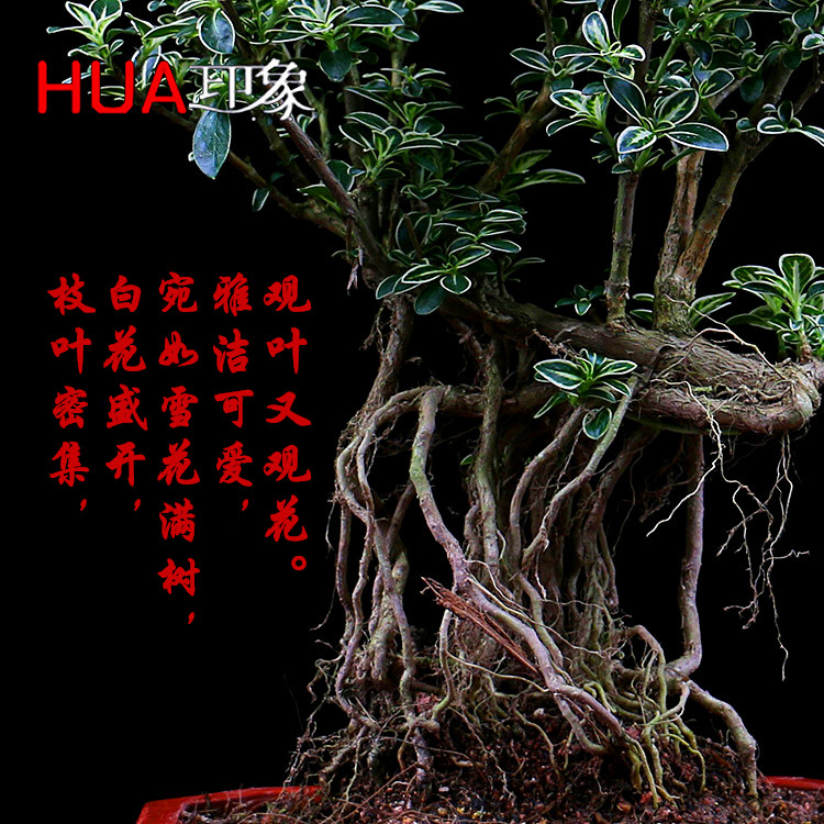 提根六月雪盆栽植物苗盆景小老桩四季常青微型绿植微景观好养造型 爱鉴花智能清新生活