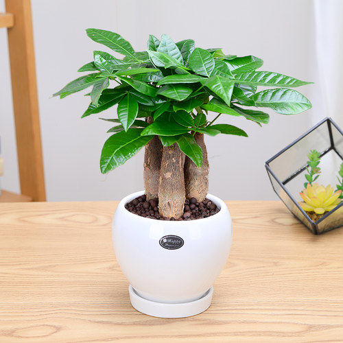 北叶发财树盆栽北欧风ins办公室内绿植桌面植物招财树盆景 - 图2