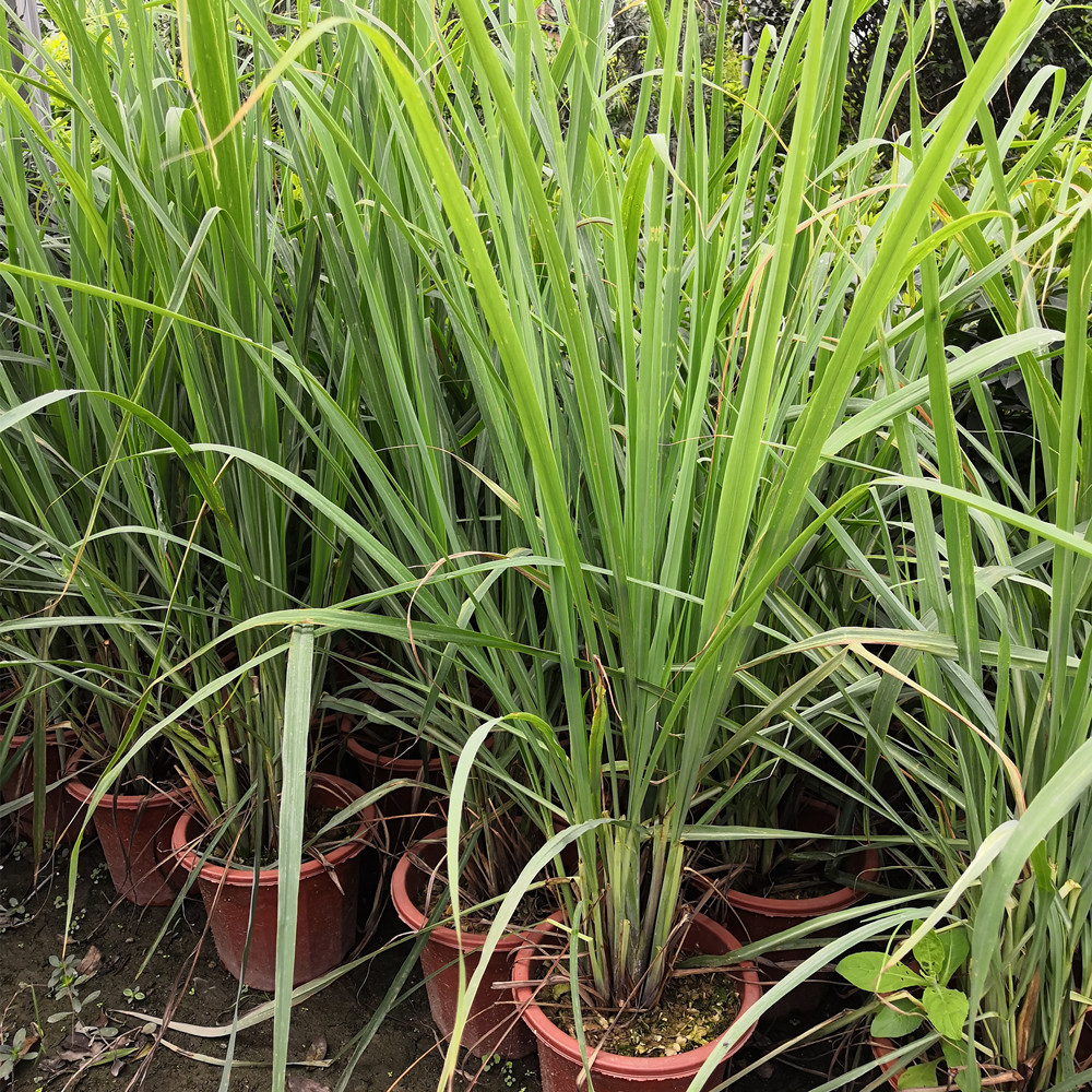 柠檬草盆栽 香茅柠檬草苗 香茅草苗 盆栽冬阴功香茅香料植物盆栽 - 图0