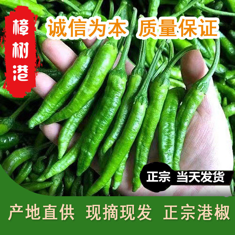 湖南正宗樟树港新鲜辣椒湖南岳阳正宗原种特产青椒现摘现发农产品