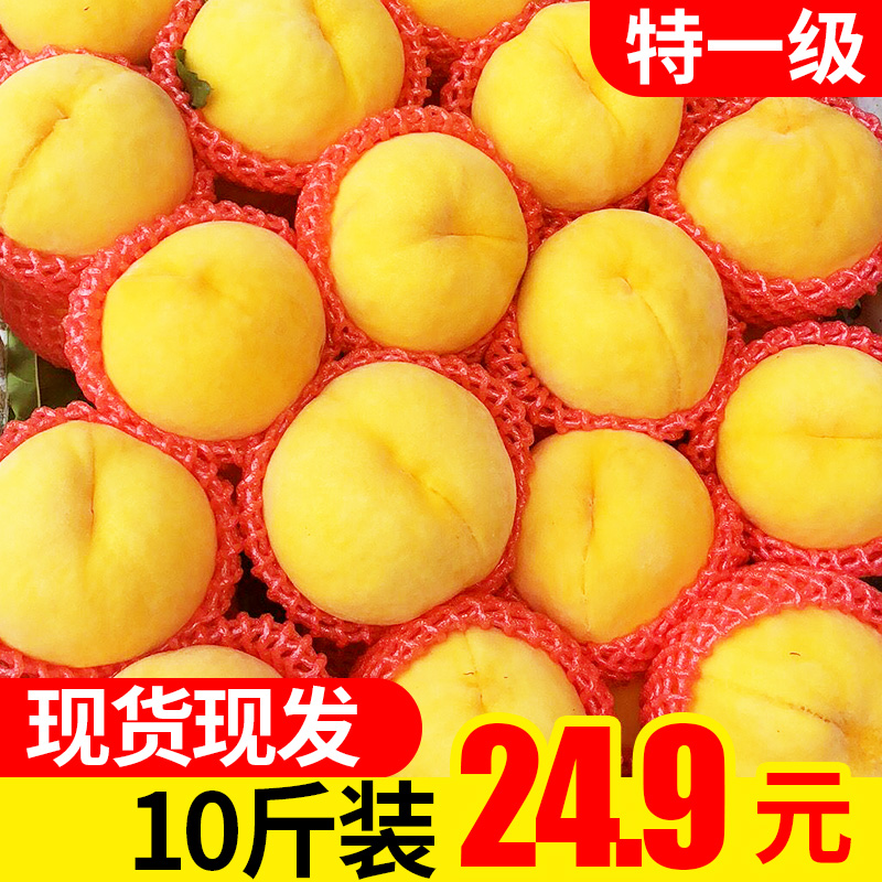 晨洁旗舰店黄桃新鲜水果当季整箱10斤应季包邮砀山时令现摘5蜜桃脆桃黄桃子1