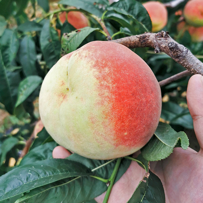 晨洁旗舰店青州蜜桃子新鲜5斤脆桃水蜜桃离核毛桃秋冬桃雪桃水果当季整箱100
