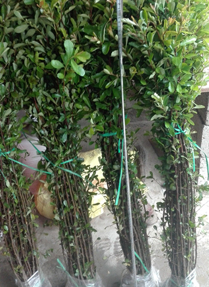 火棘树苗庭院花卉围墙篱笆绿篱带刺防盗植物盆景盆栽绿化树苗