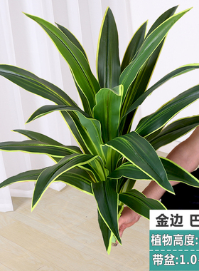 高仿真跳舞兰巴西木塑料装饰假花