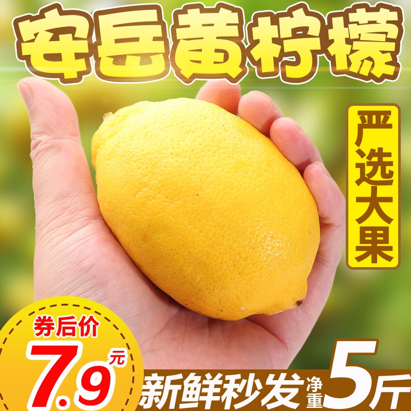 乐知果旗舰店四川安岳黄柠檬5斤大果新鲜当季水果现摘鲜批发包邮奶茶店大个果0