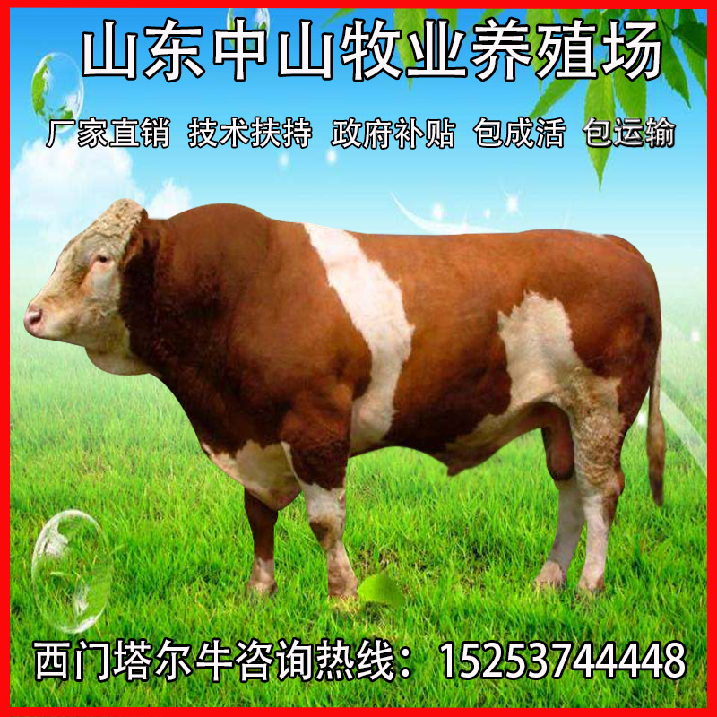西门塔尔牛犊活牛崽出售鲁西黄牛活体小牛犊子改良肉牛仔养殖技术 - 图0