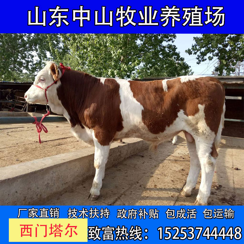 活体肉牛犊小牛鲁西黄牛犊活牛出售牛苗3-6个月西门塔尔养殖资料-图1