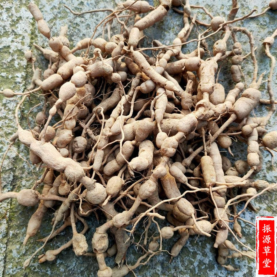 福建野生鸡筋参1斤包邮 中药材生货黄鸡胖黄鸡郎黄脚鸡长叶数珠根 - 图1