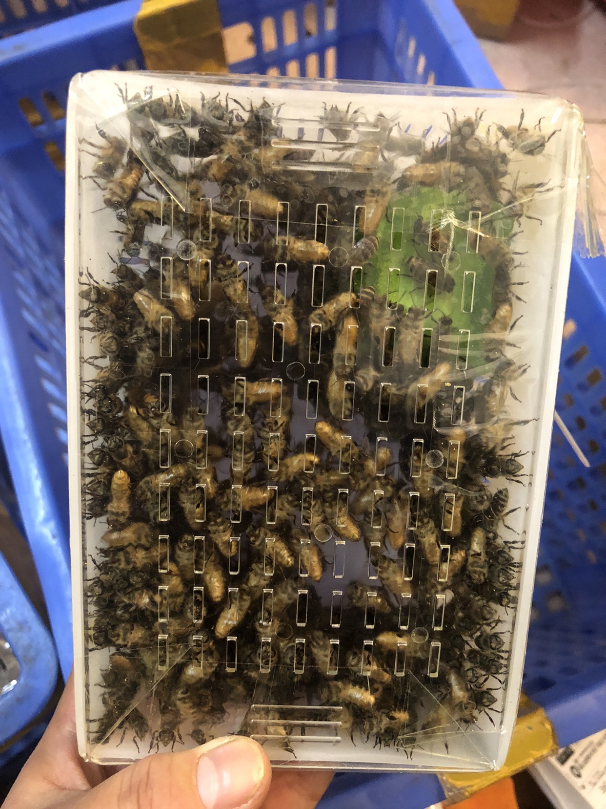 蜜蜂新手试养活体蜜蜂蜂群中蜂蜂群带王阿坝开产王带蜂群土蜂 - 图0