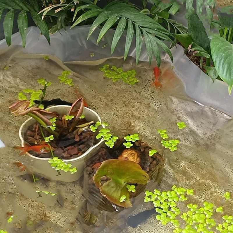 人工鱼池薄膜 防水膜鱼池防水膜 鱼池塑料膜做水池的膜水池专用膜,淘宝优惠券,粉丝福利购,淘宝优惠卷