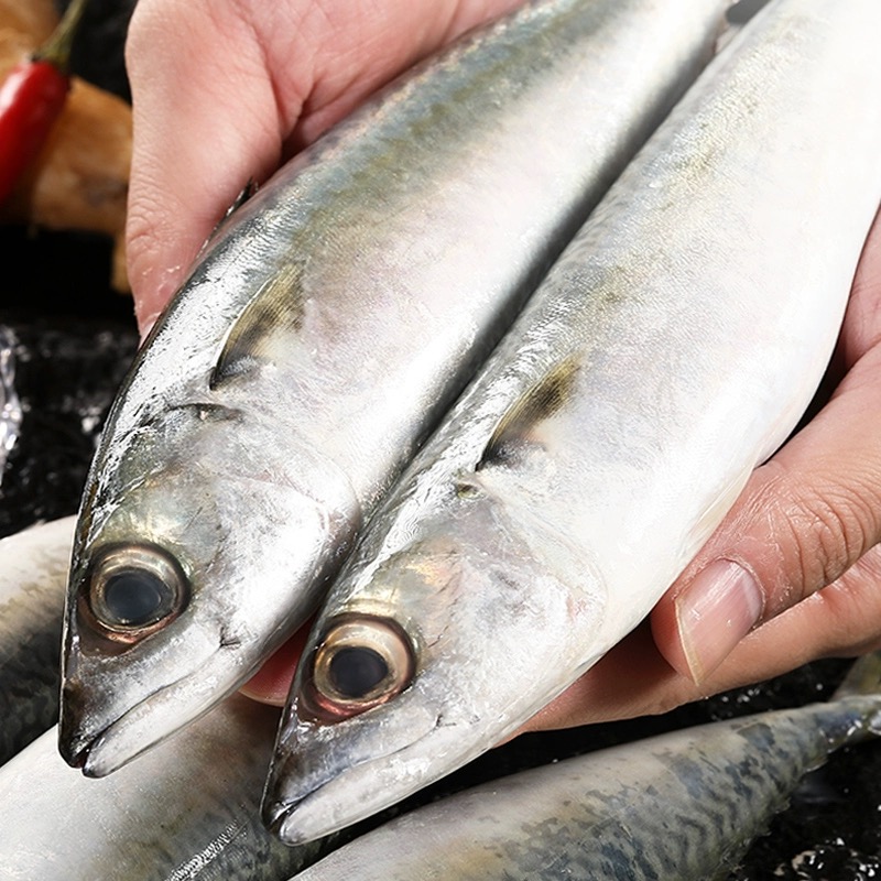 新鲜鲐鲅鱼冷冻鲜活鲅鱼新鲜青占鱼整条鲐鱼深海捕捞燕青鱼鲭鱼 - 图3