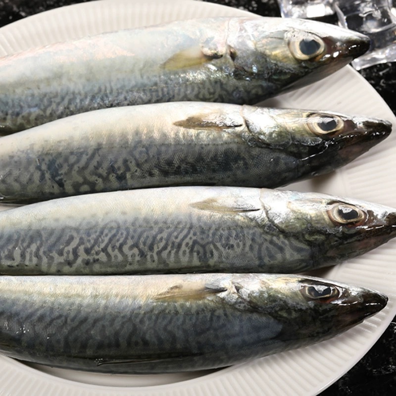 新鲜鲐鲅鱼冷冻鲜活鲅鱼新鲜青占鱼整条鲐鱼深海捕捞燕青鱼鲭鱼 - 图0