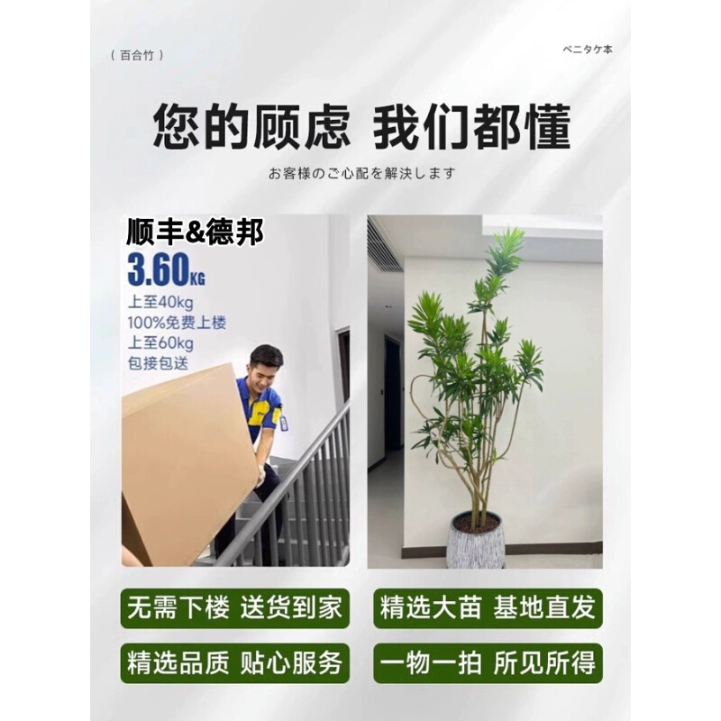 金心百合竹真绿植老桩室内客厅落地轻奢好养四季常青盆栽大型植物 - 图2