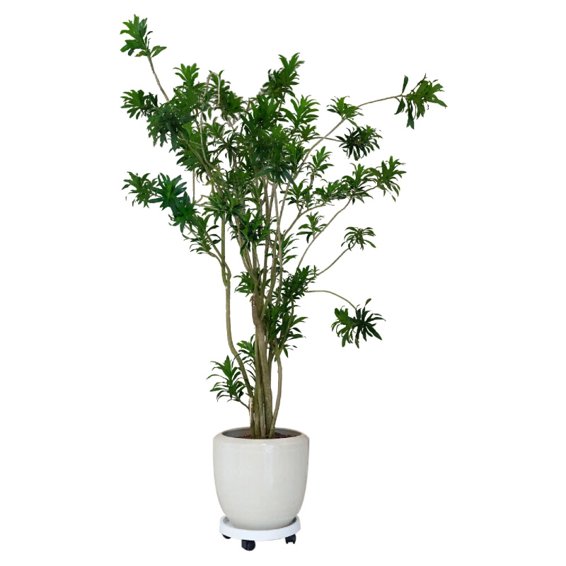 金心百合竹真绿植老桩室内客厅落地轻奢好养四季常青盆栽大型植物 - 图3