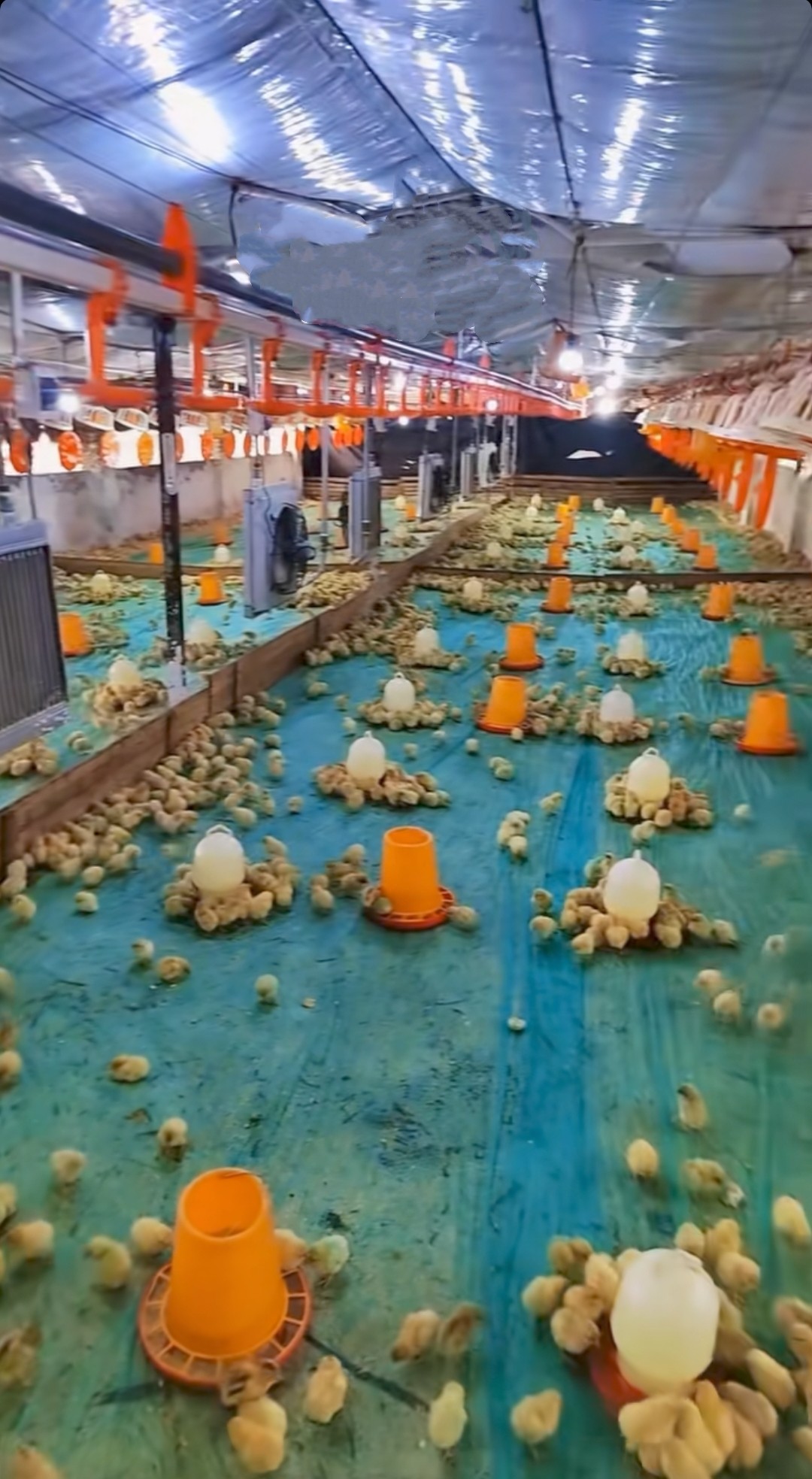 养鸡育雏垫无纺布,淘宝优惠券,粉丝福利购,淘宝优惠卷