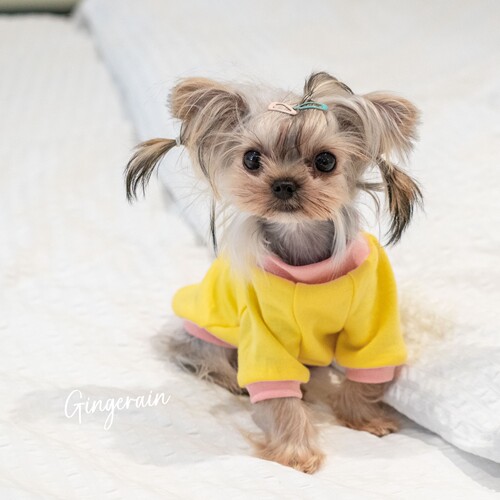 GINGERAIN 面料超级好!小型犬衣服马尔济斯约克夏保暖撞色棉T恤 - 图0