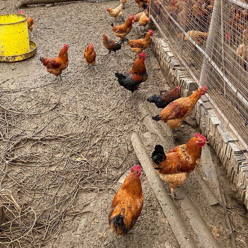 农家散养土鸡受精种蛋可孵化小鸡种蛋受精蛋青脚红玉九斤红宠物鸡,淘宝优惠券,粉丝福利购,淘宝优惠卷