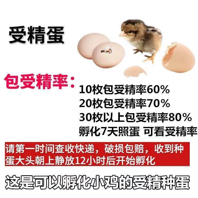 农家散养土鸡受精种蛋可孵化小鸡种蛋受精蛋青脚红玉九斤红宠物鸡,淘宝优惠券,粉丝福利购,淘宝优惠卷