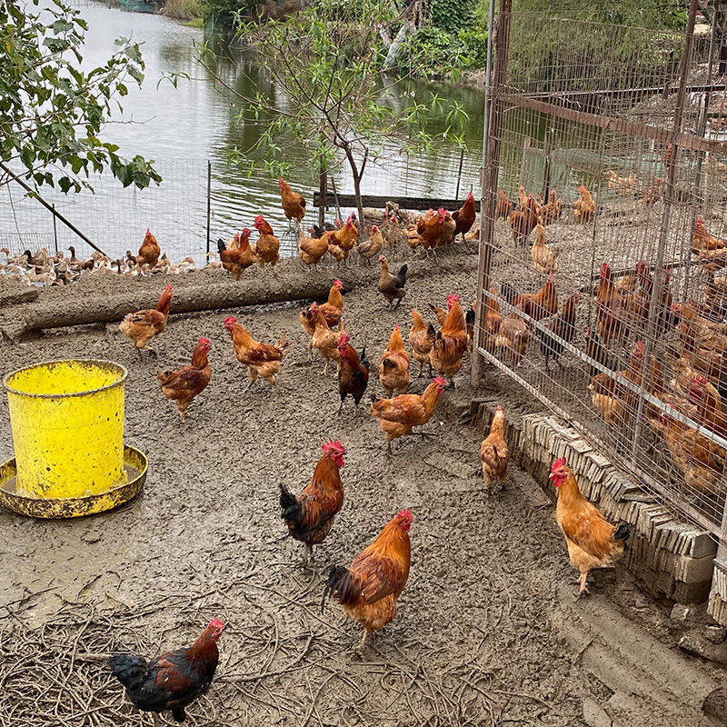 农家散养土鸡受精种蛋可孵化小鸡种蛋受精蛋青脚红玉九斤红宠物鸡,淘宝优惠券,粉丝福利购,淘宝优惠卷