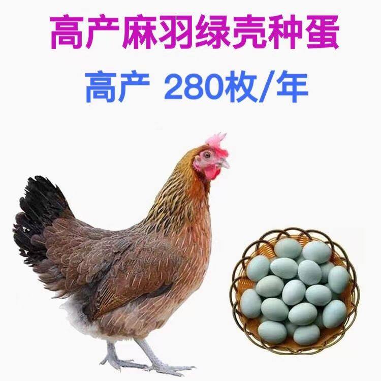 【50枚】绿壳蛋鸡种蛋受精蛋可孵化小鸡的蛋下绿壳下蛋30枚宠物鸡,淘宝优惠券,粉丝福利购,淘宝优惠卷