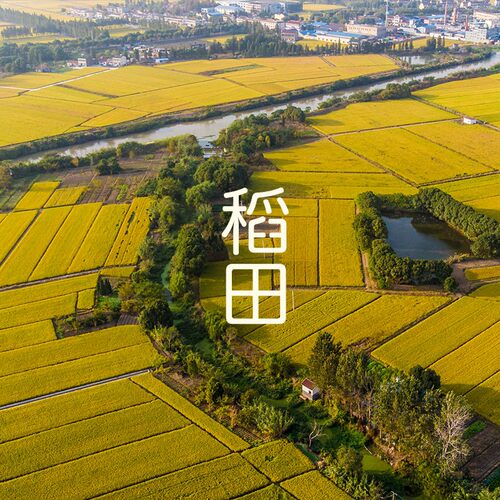 【新米】现磨 软香米江苏新米20斤 南粳9108 大米10kg软糯珍珠米 - 图3