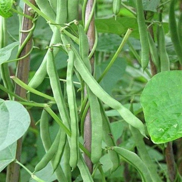 高产早熟爬藤四季豆种子四季播芸豆豆角种子春季架豆种子蔬菜种孑-图2