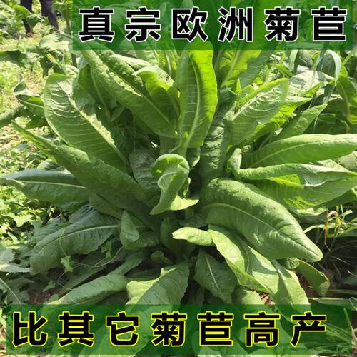 菊苣种籽养殖大叶多年生四季牧草种子羊牛兔鸡鸭鹅猪草种孑鱼鹅草 - 图3