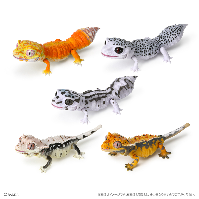 日本正版万代 生物大图鉴豹纹守宫和冠纹壁虎扭蛋 仿真可动模型 - 图0