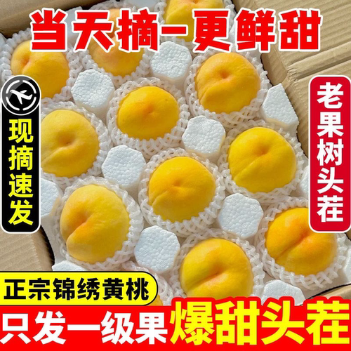现摘砀山锦绣黄桃香甜多汁水果桃子孕妇脆甜新鲜当季蜜桃农家自种 - 图1