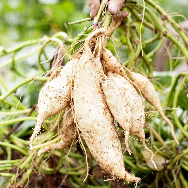 白皮白瓤人参薯牛奶板栗5斤10地瓜 薯中情番薯