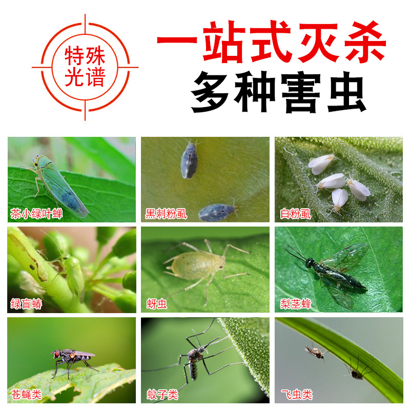 粘虫板黄板双面小飞虫灭杀神器大棚灭苍蝇贴纸果园果蝇蚊子诱捕器 - 图1