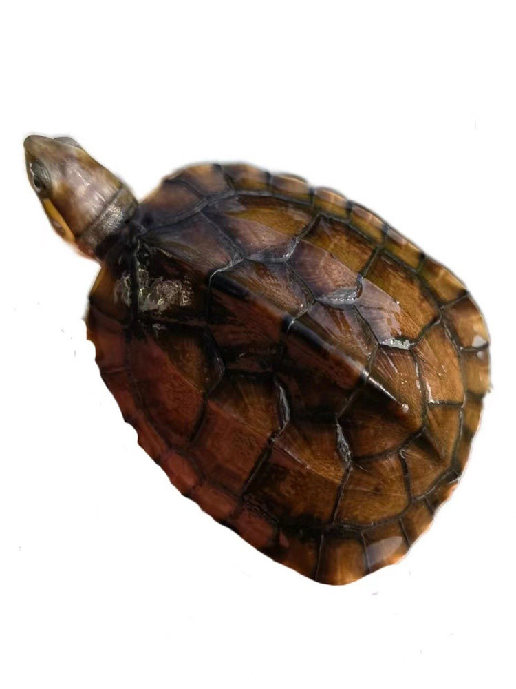 纯种正宗石金钱龟招财黄金乌龟冷水陆地长寿活体宠物龟稀有观赏龟,淘宝优惠券,粉丝福利购,淘宝优惠卷