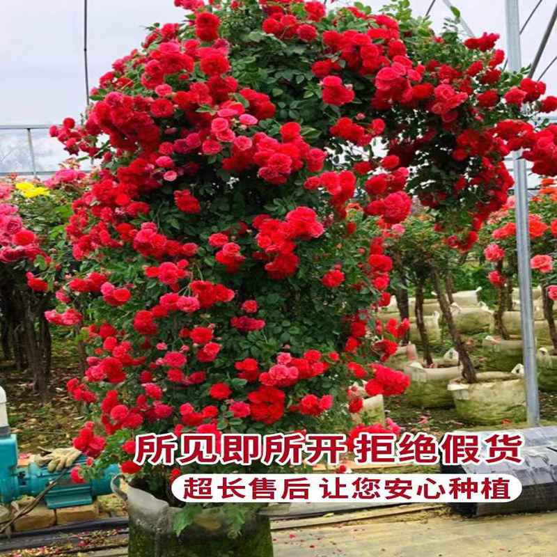 【花期带花】木香花爬藤植物好养阳台庭院耐寒耐晒黄木香花苗盆栽,淘宝优惠券,粉丝福利购,淘宝优惠卷