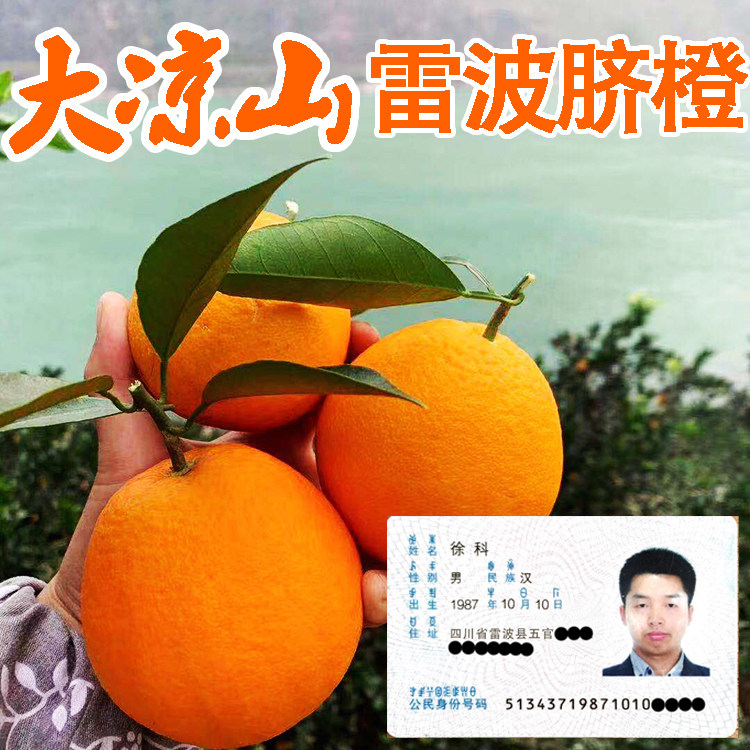 （自家果园）正宗雷波脐橙大凉山青杠特级新鲜水果带箱10/20斤