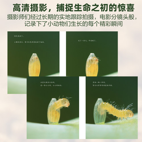 【无穷小亮推荐】生命的故事10册44册科普绘本礼盒3-10岁诞生了系列昆虫动物百科全书少儿童课外阅读自然启蒙幼儿园小学生图书 - 图1