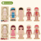 GoryeoBaby 木制多层拼图嵌板启蒙早教玩具 男女孩人体结构拼图