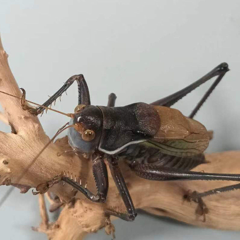 蝈蝈活虫带笼子鸣虫高端新脱铁皮天津绿大肚子翡翠平谷家养冬蝈蝈,淘宝优惠券,粉丝福利购,淘宝优惠卷